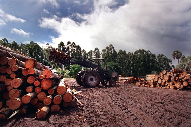 El futuro de la industria forestal pasará por bosques gestionados y con certificación ambiental