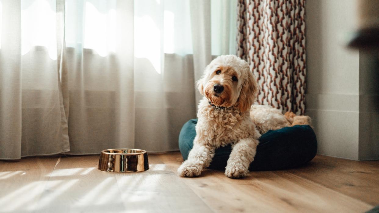  Cute dog lying down on their bed at home with sunlight coming through the curtain behind them 