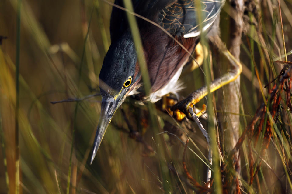 En esta imagen, tomada el 18 de octubre de 2019, una garza verde intenta cazar un pequeño pez en el Parque Nacional Everglades, cerca de Flamingo, Florida. (AP Foto/Robert F. Bukaty)