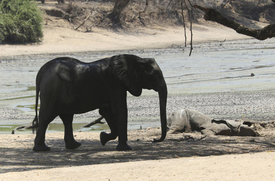 In this Oct, 27, 2019, photo, an elephant walks next to a carcass of another elephant in an almost dry pool that used to be a perennial water supply in Mana Pools National Park, Zimbabwe. Elephants, zebras, hippos, impalas, buffaloes and many other wildlife are stressed by lack of food and water in the park, whose very name comes from the four pools of water normally filled by the flooding Zambezi River each rainy season, and where wildlife traditionally drink. The word “mana” means four in the Shona language. (AP Photo/Tsvangirayi Mukwazhi)