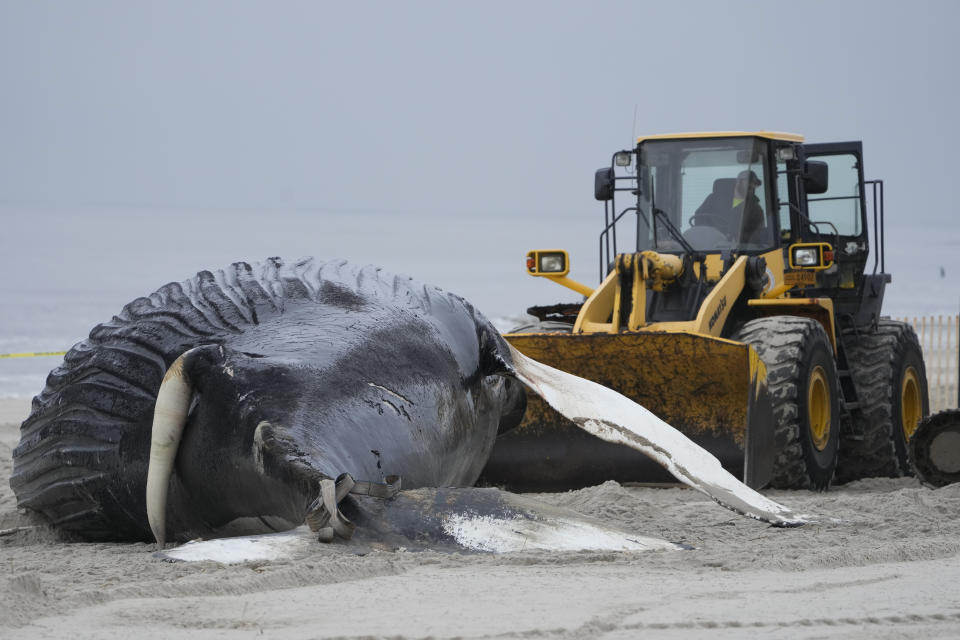Heavy machinery moves around a dead whale in Lido Beach, N.Y., Tuesday, Jan. 31, 2023. The 35-foot humpback whale, that washed ashore and subsequently died, is one of several cetaceans that have been found over the past two months along the shores of New York and New Jersey. (AP Photo/Seth Wenig)