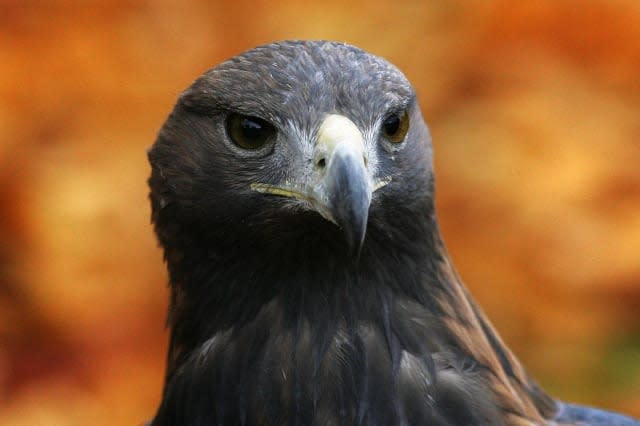 Golden eagle 'disappears in suspicious circumstances' in Scotland