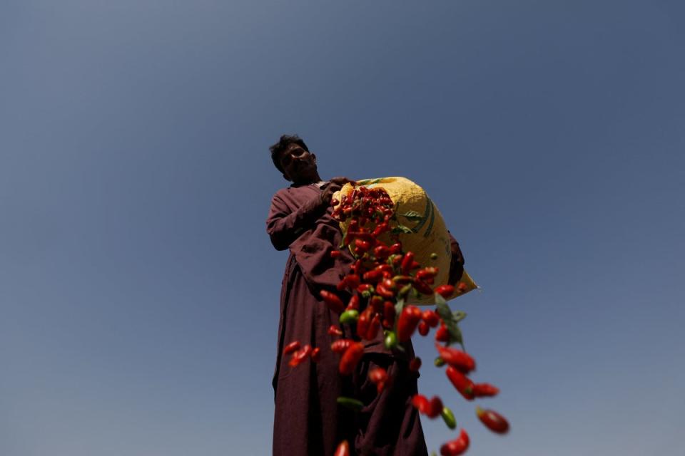 Farmer Lakshman, 33, spreads red chilli peppers to dry (Reuters)