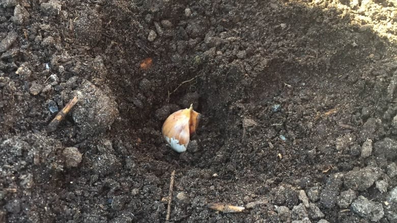 Garlic growing: 5 tips for growing in October from a Vancouver urban farmer