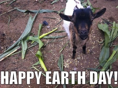 Baby Goat Earth Day