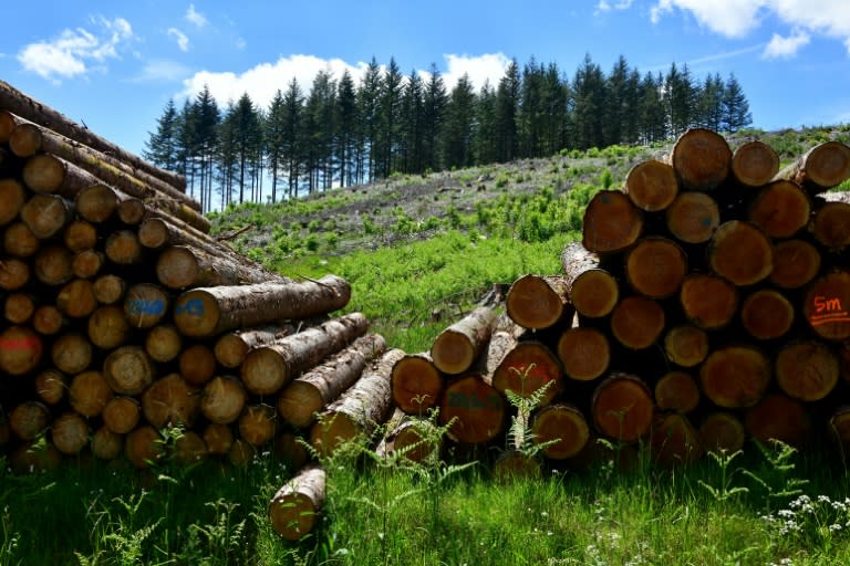 Un tas de bois coupé sur le plateau des Millevaches, à Tarnac (Corrèze), le 5 juin 2024 (Pascal LACHENAUD)