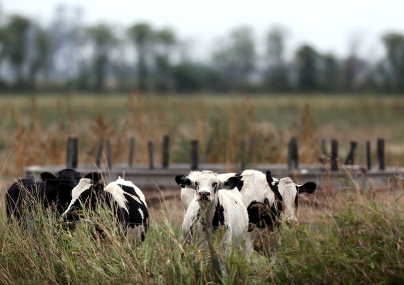 FILE PHOTO: Cows graze in a farm near Sunchales