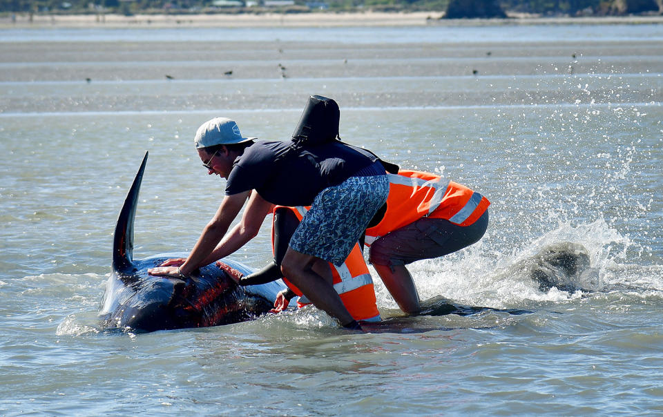 New Zealand whale stranding