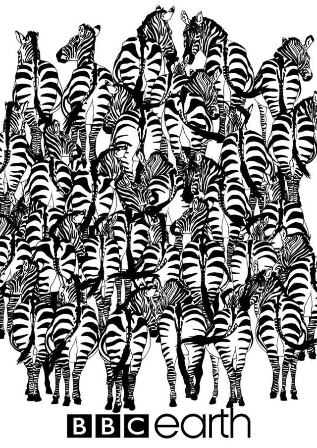 Can you spot the badger hiding in this zebra picture?