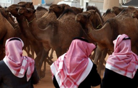 Saudi men stand next to camels as they participate in King Abdulaziz Camel Festival in Rimah Governorate, north-east of Riyadh, Saudi Arabia January 19, 2018. Picture taken January 19, 2018. REUTERS/Faisal Al Nasser