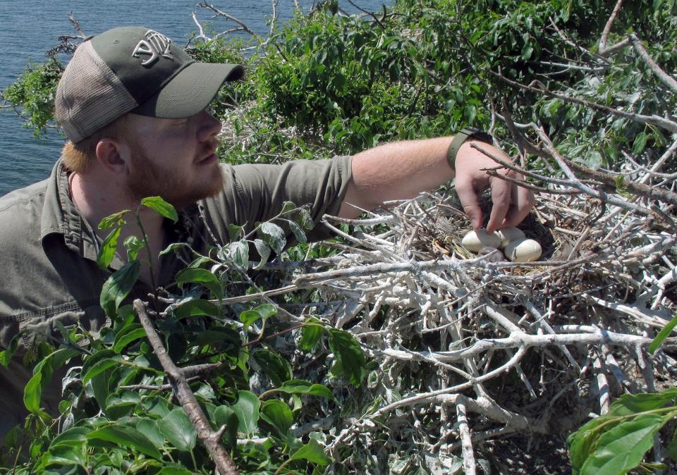 Connor Cincotta, of the New York Department of Environmental Conservation, checks a nest of double-crested cormorants on island "B" of the Four Brothers Islands on the New York side IN Lake Champlain on June 16, 2016.