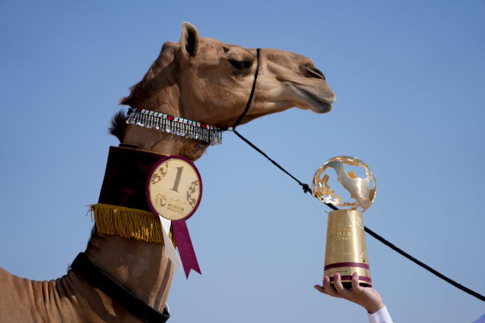 MUNDIAL CAMELLOS (AP)