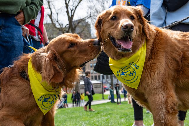 <p>JOSEPH PREZIOSO/AFP via Getty</p> Two golden retrievers attending golden retriever meet up to a honor Spencer, the official dog of the Boston Marathon