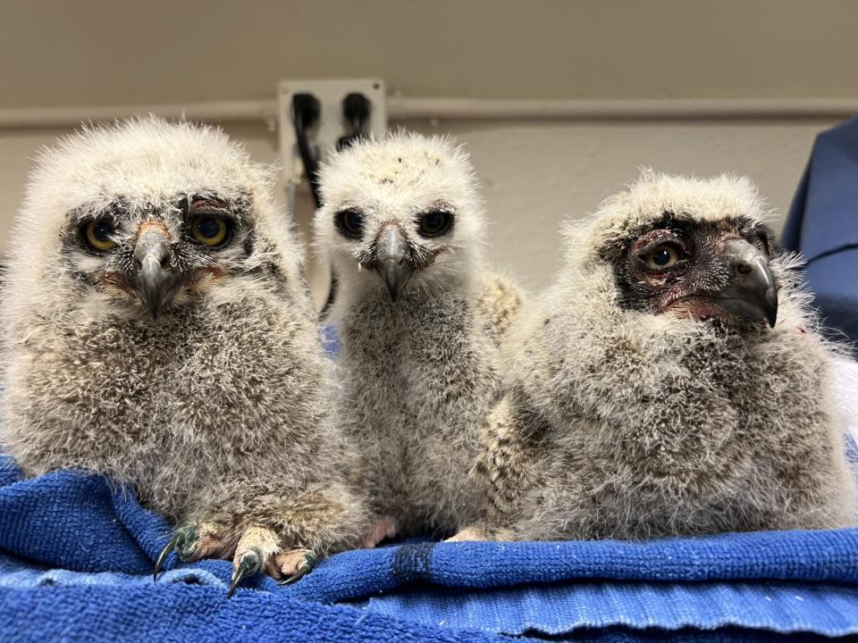 Three owls blown out of the nest by a mid-April windstorm.