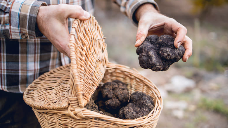 harvested truffles in a basket