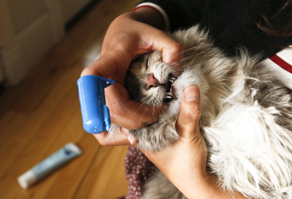 In this Thursday, Jan. 10, 2013 photo, a cat named Pepper gets her teeth brushed at her home by her owner, in Phoenix. Dogs and cats can't brush, spit, gargle or floss on their own. So owners who want to avoid bad pet breath will need to lend a hand. (AP Photo/Ross D. Franklin)