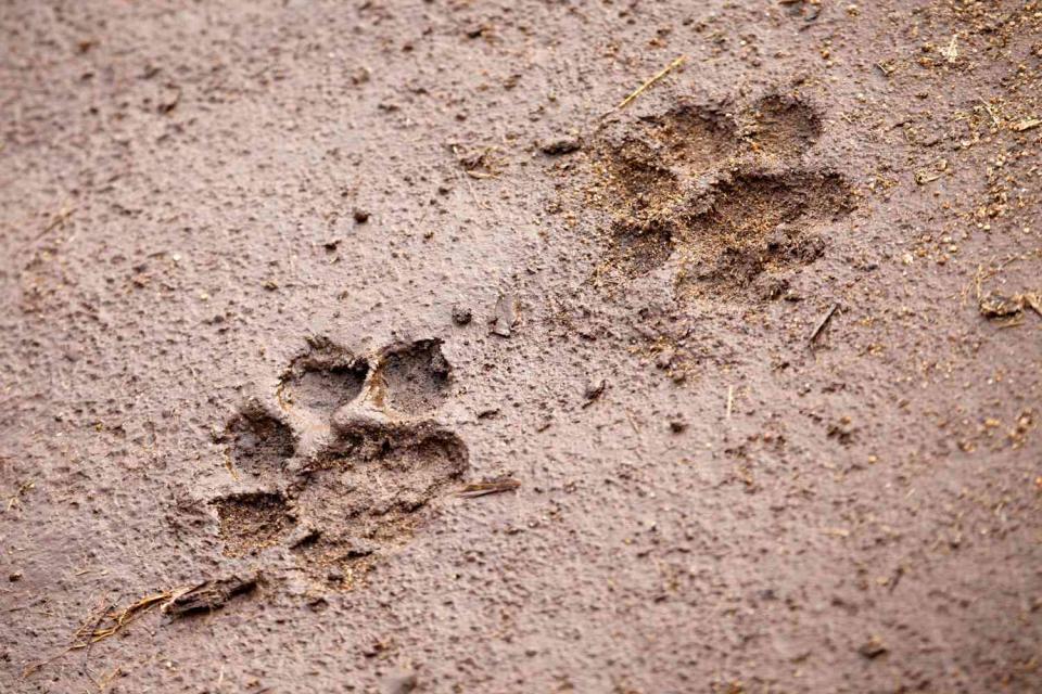 <p>Getty</p> Cat paw prints (stock image)