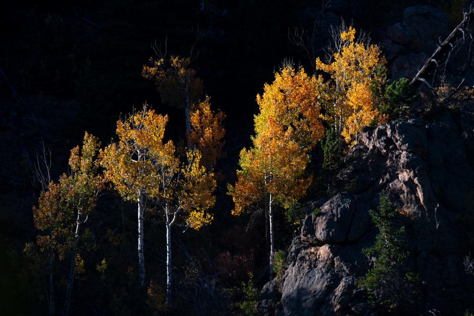 A group of aspen trees is illuminated on a mountainside by the setting sun at Rocky Mountain National Park on Sept. 25, 2021.