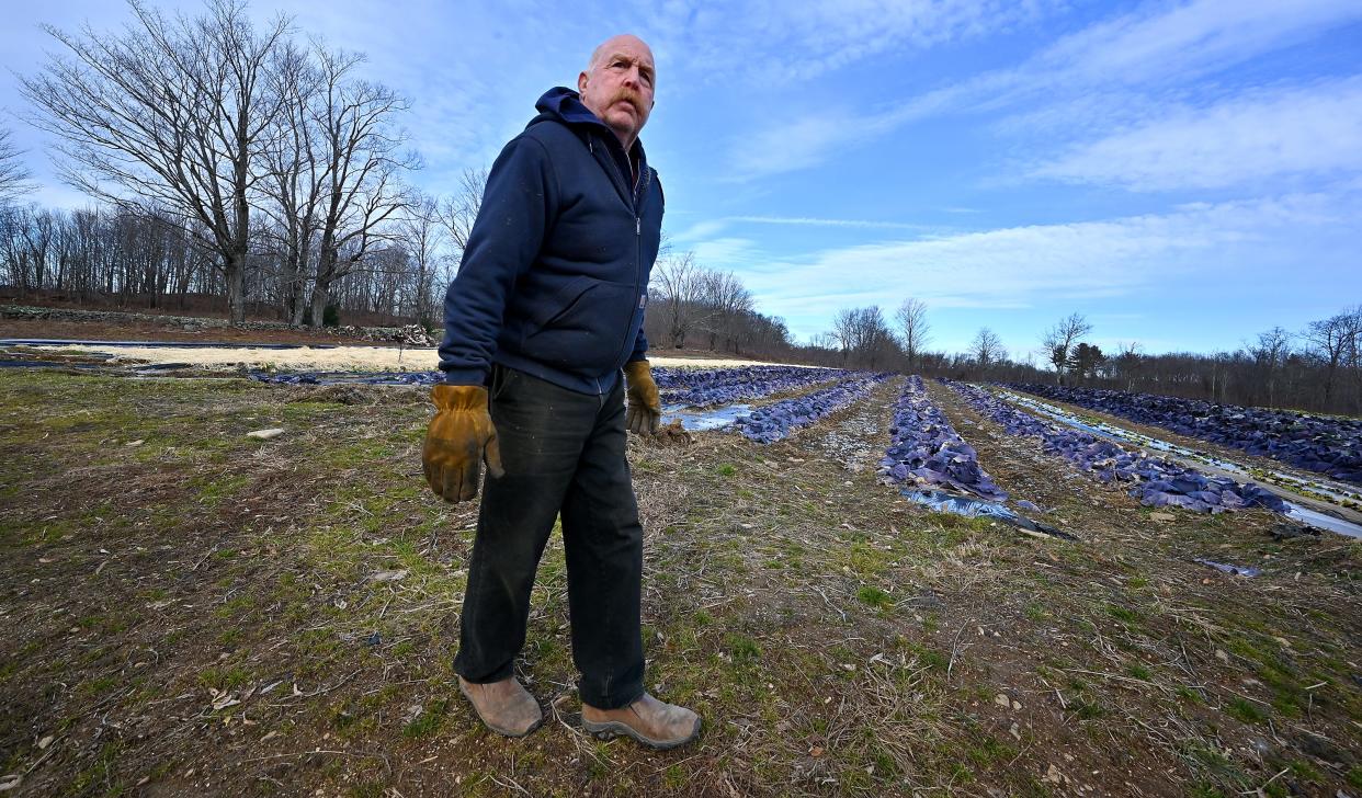 Glenn Stillman, owner of Stillman's Farm and greenhouses in New Braintree, surveys his red cabbage field Thursday which still has standing water.