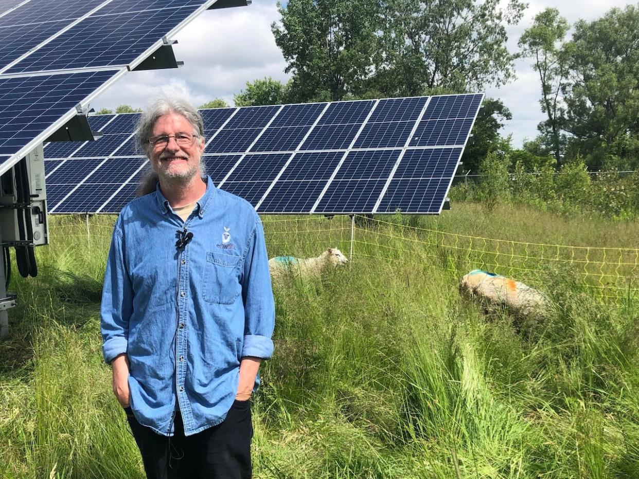 Tim Fischer of All Sorts Acre Farm with his sheep near the solar panels at Conestoga College.  (Karis Mapp/CBC - image credit)