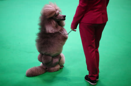 A Standard Poodle is judged during the final day of the Crufts Dog Show in Birmingham, Britain, March 10, 2019. REUTERS/Hannah McKay