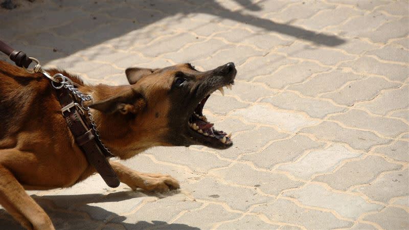 為甚麼狗狗總是對我吠，可能是因為你符合了6大特徵之一。（示意圖／翻攝自Pixabay）