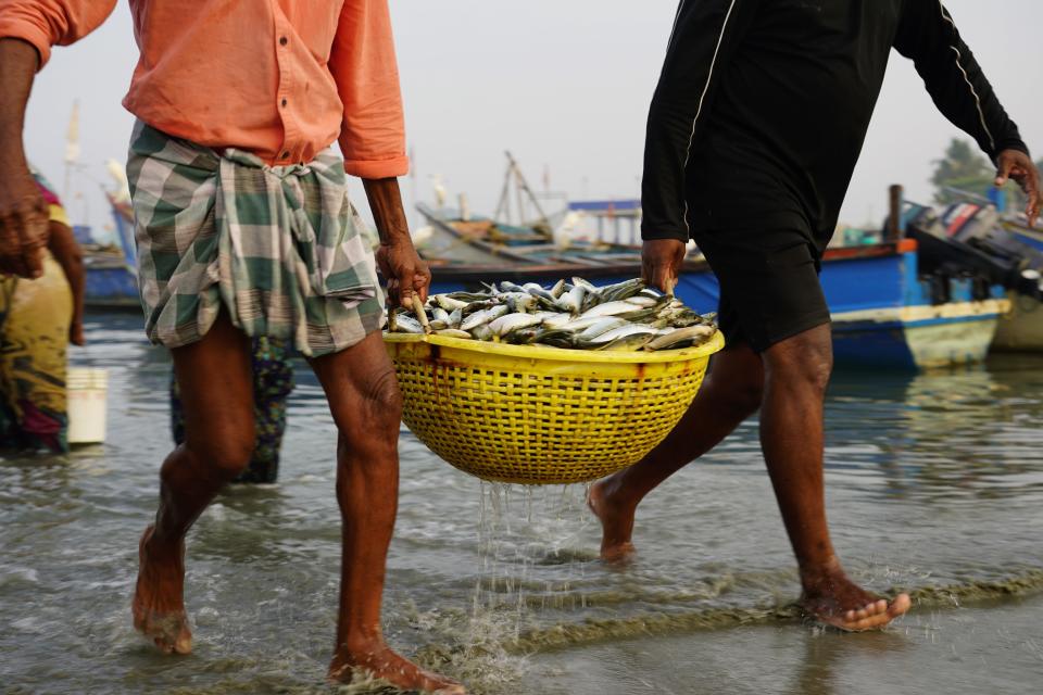 Fishermen bring in their day's catch in the Chellanam area of Kochi, Kerala state, India, March 3, 2023. Many in the fishing hamlet of 40,000 people are living with fears of weather events exacerbated by climate change: cyclones, surging seas, flooding and erosion.(AP Photo)