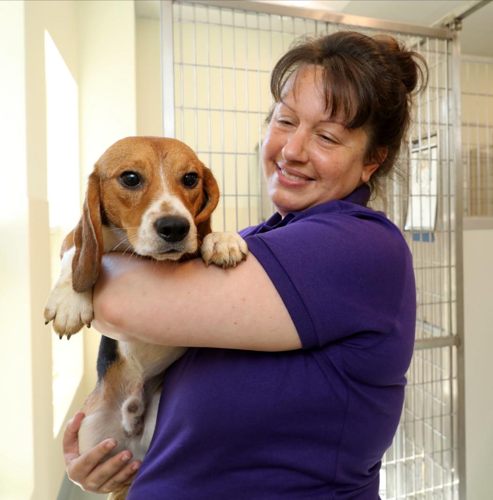 Lisa Bonanno-Spence, the Director of Development for the SPCA Westchester in Briarcliff Manor, plays with one of ten male 11-month-old Beagle puppies that are being housed at the SPCA Westchester in Briarcliff Manor, pictured Aug. 25, 2022. They were part of over 4000 puppies rescued from a breeding facility in Virginia.