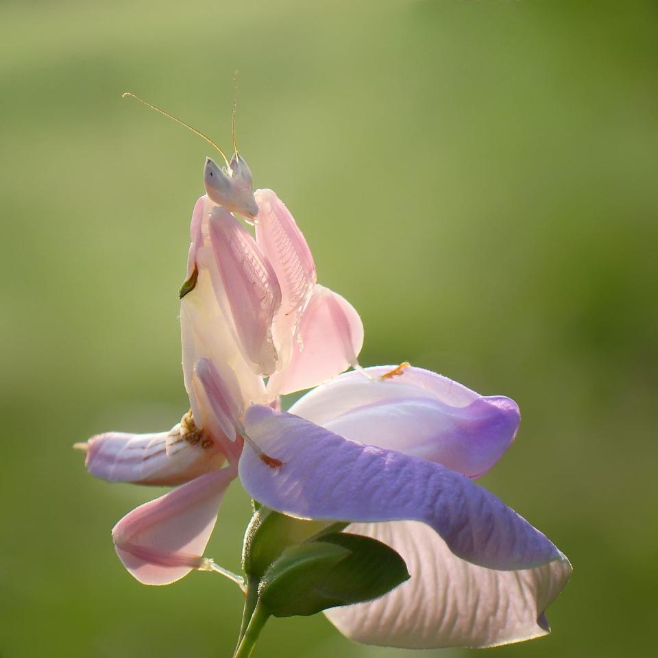 Orchid Mantis