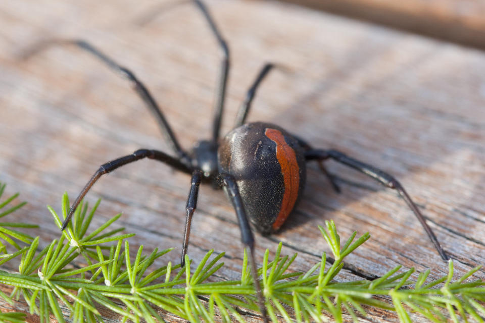 Redback spider (Latrodectus Hasseltii) - Melbourne, Australia.