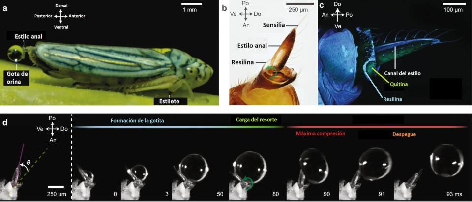 a. Un cicadélido se alimenta sobre un tallo succionando savia con el estilete bucal. b. Imagen microscópica del estilo anal de la cicadélida Homalodisca vitripennis que muestra una zona transparente de una proteína elastomérica (resilina) y unas sensilias alineadas en superficie. c. Imagen aumentada del estilo anal que revela que el estilete en sí mismo es un complejo de quitina (rígida) y resilina (flexible). El canal que transcurre a lo largo del estilo canaliza el fluido excretado. d. La excreción de gotas dura alrededor de 100 milisegundos (ms) y se puede dividir en tres fases diferentes: 1, formación de una gota de orina en el estilo anal; 2, cuando el insecto comprime la resilina arma el resorte del disparo; 3, antes de despegar, la gota elástica se comprime y luego se expande cuando el estilo gira rápidamente y lanza la gota en el plano dorsal y posterior. Modificado a partir del original (Challida et al. 2023).