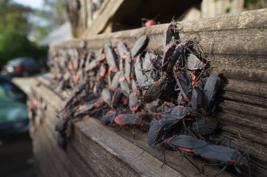 An apparent swarm of goldenrain tree bugs. (Getty)