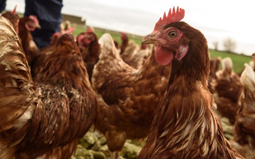 Free-range eggs crisis prevented as Government finally agrees farmers can let chickens outside 