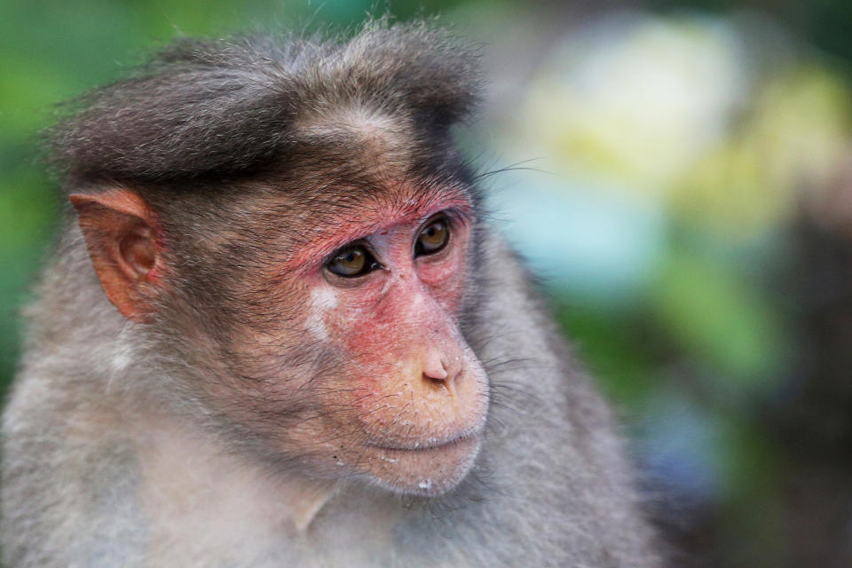 A Rhesus macaque monkey.  (NurPhoto via Getty Images)