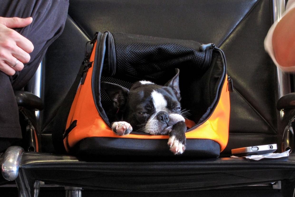 Dog waits in its carry-on container at airport