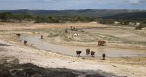 Cattle drink water from a dam, which is almost dry due to drought, near Nongoma, northeast of Durban, South Africa. REUTERS/Rogan Ward