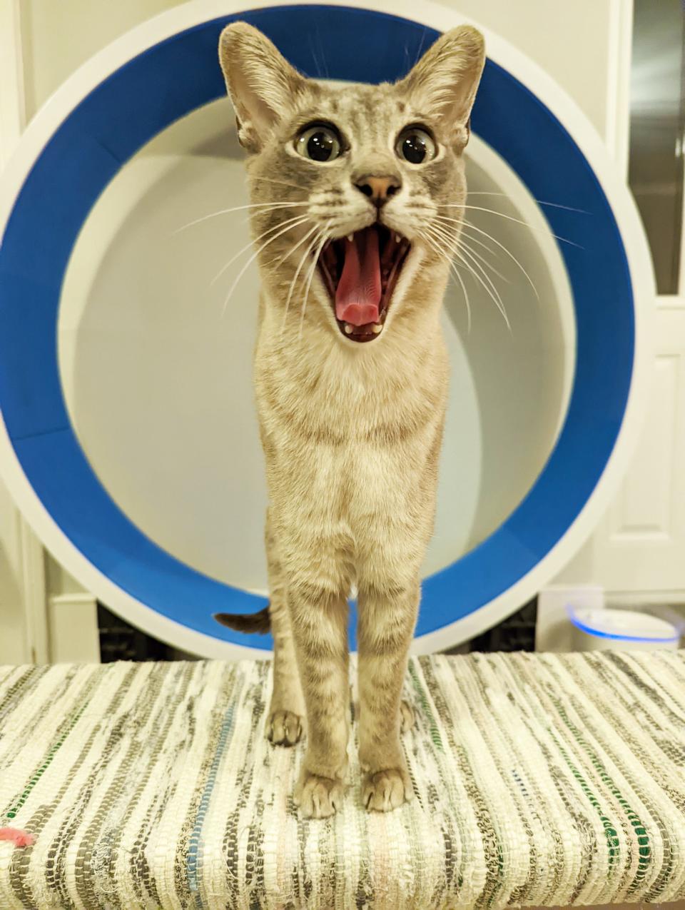 A surprised-looking cat with its mouth and eyes open wide.