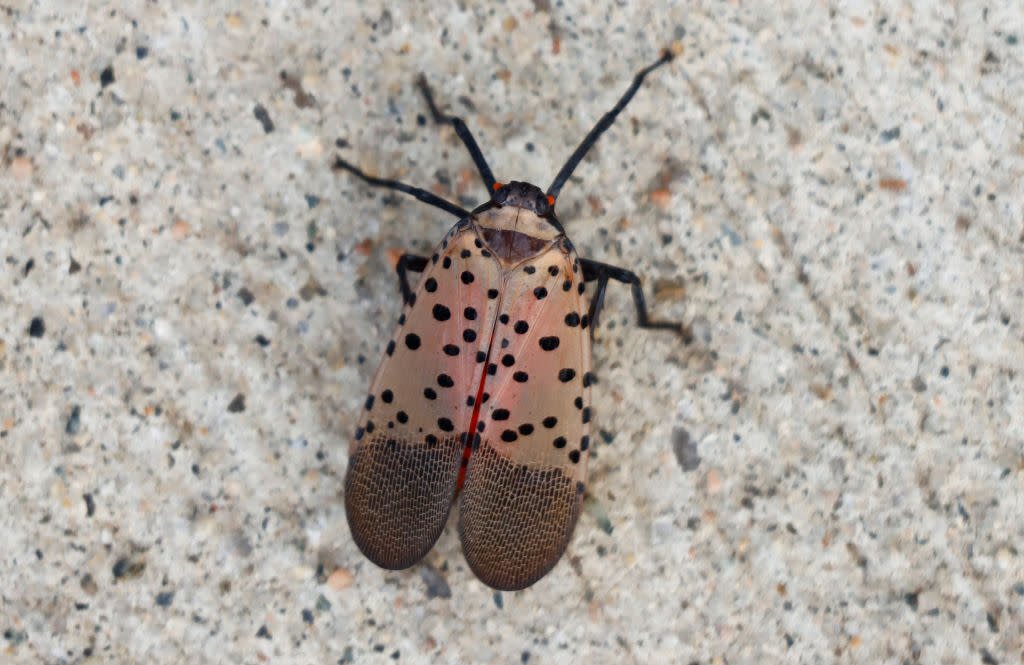 Spotted Lanternfly in Jersey City, New Jersey
