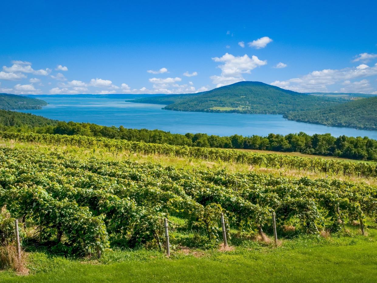 vineyard in the finger lakes region of new york