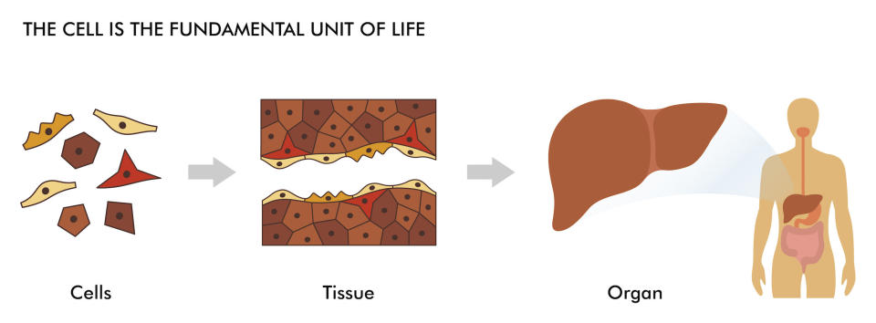 Cells are the building blocks that create the tissues and organs within people's bodies. <cite>Genome Research Limited</cite>