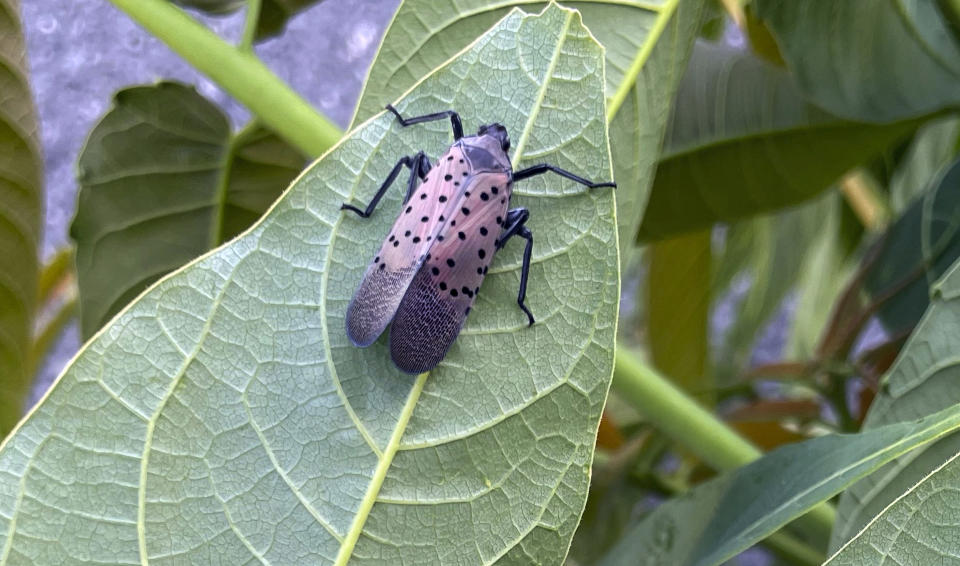 Spotted Lanternfly, (Heide Estes / AP)