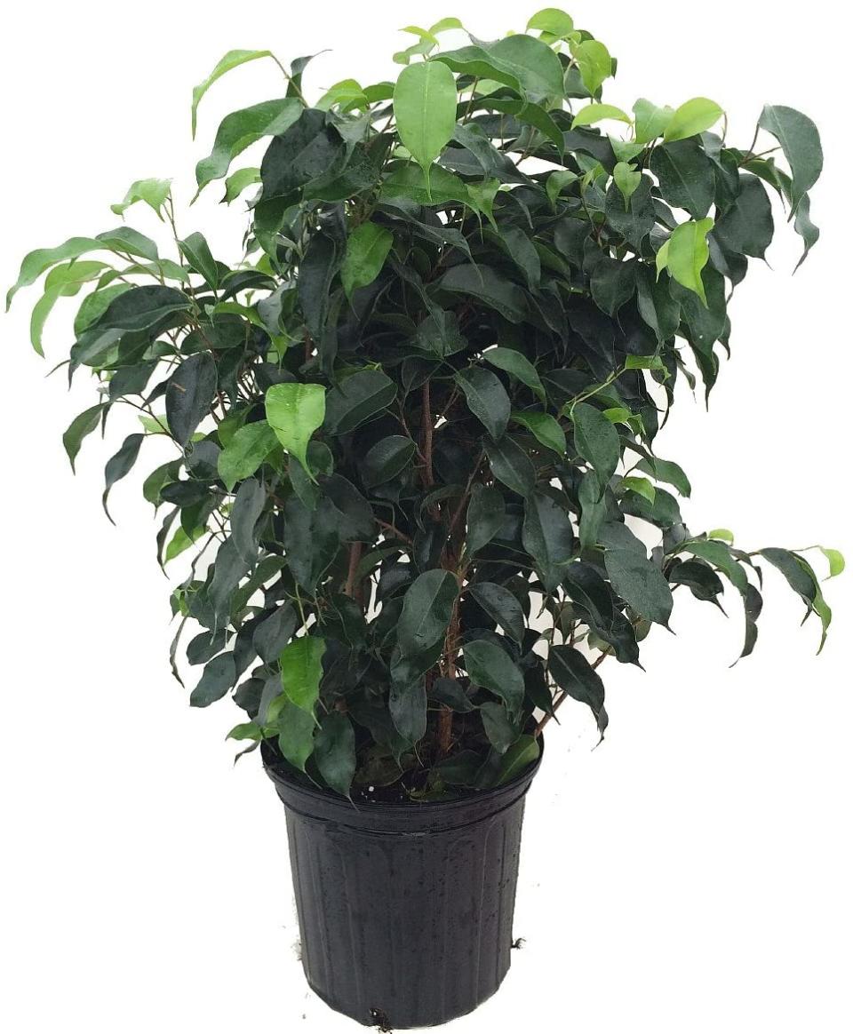 best indoor plants, Weeping Fig Tree