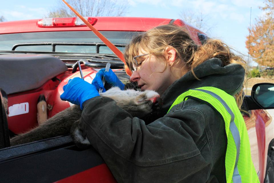 Victoria Garrett takes the lymph nodes of a deer during a mandatory CWD sampling station at Bolivar Fire Station No. 2 Nov. 13, 2022.