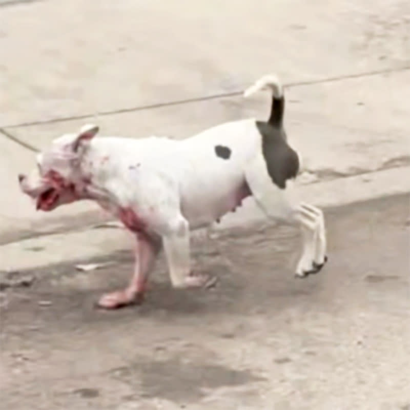 A dog that was involved in a deadly attack on a man in San Antonio on Friday. (Courtesy WOAI/KABB)