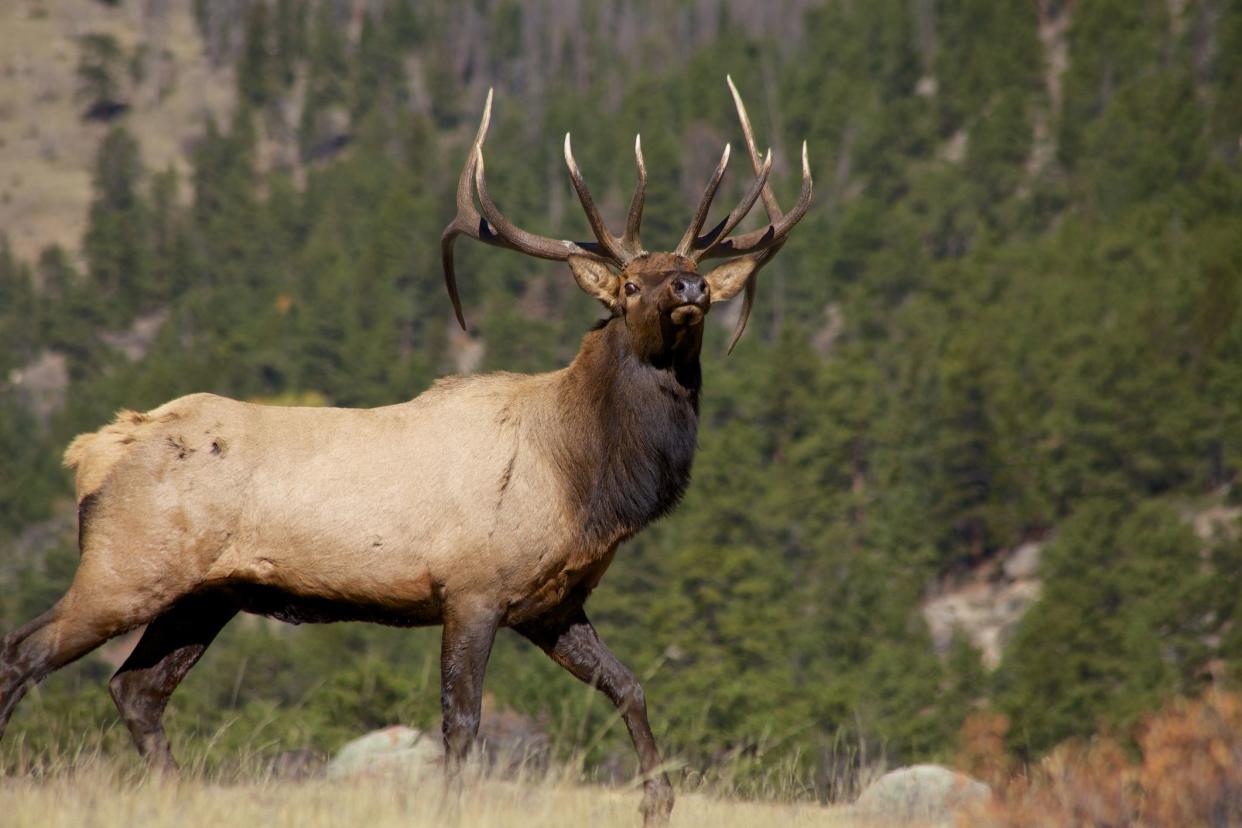 a big bull elk on full alert