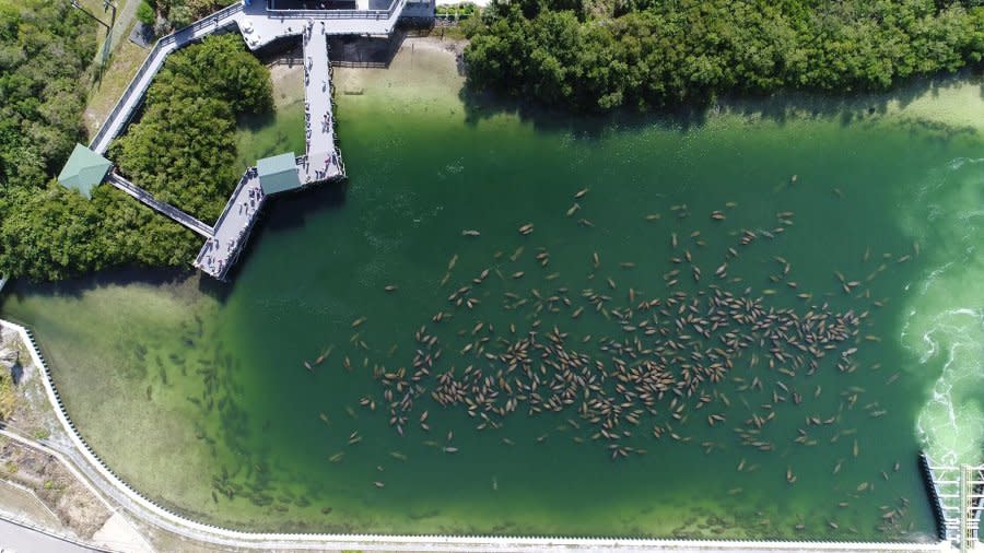 Aerial image of manatees huddled at Tampa Electric. Image courtesy of TECO.