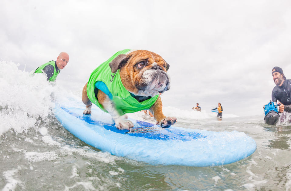 Pictures of the Week: Ruff riders