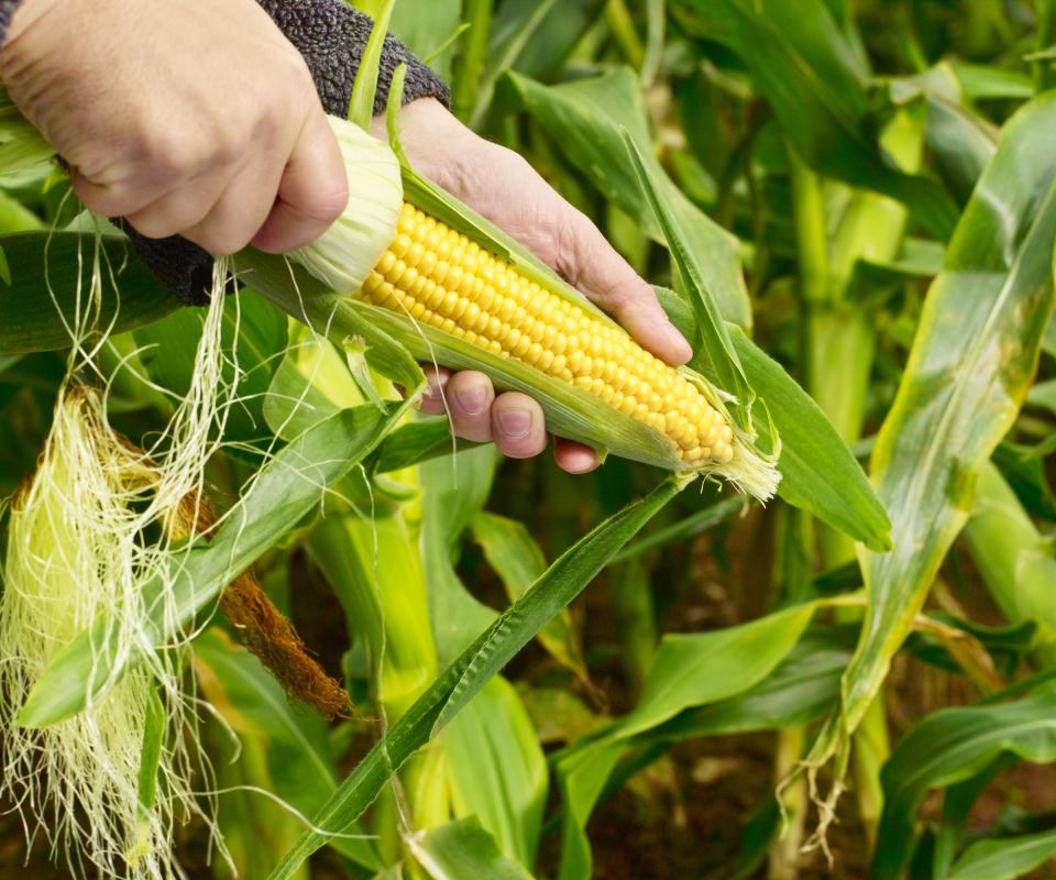 Harvesting corn