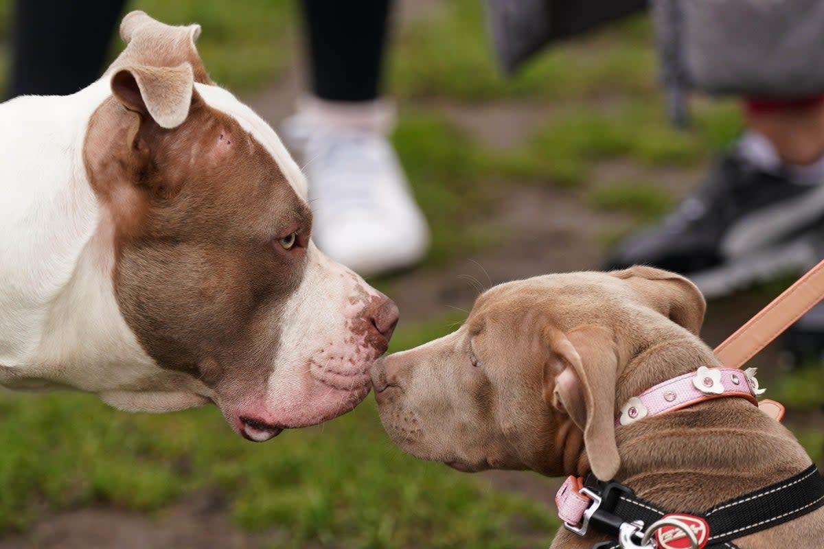 XL bully dogs are to be banned by the Government from New Year’s Eve (Jacob King/PA) (PA Wire)