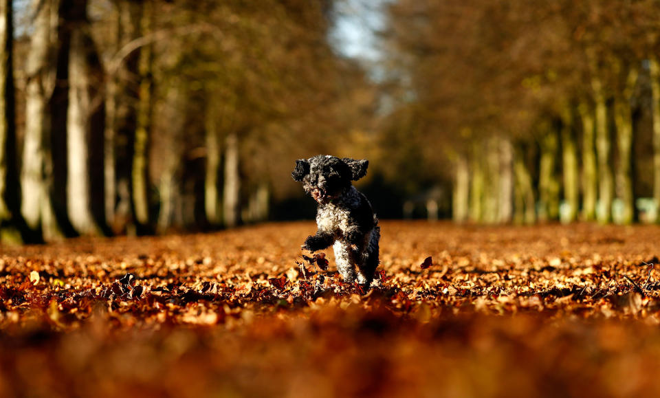 A dog at Marbury Park in Cheshire